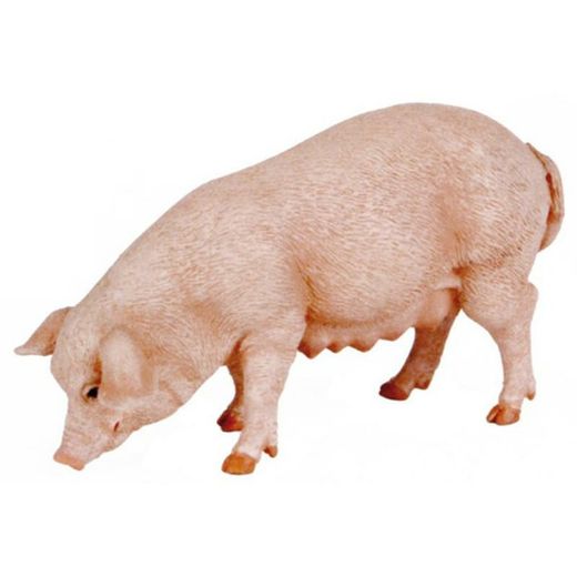 animali